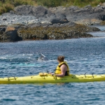 Whale Watching in Bulls Bay Newfoundland