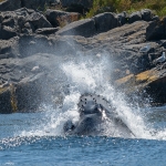 Whale Watching in Bulls Bay Newfoundland
