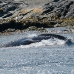 Whale Watching in Bulls Bay Newfoundland