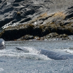 Whale Watching in Bulls Bay Newfoundland