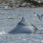 Whale Watching in Bulls Bay Newfoundland