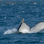 Whale Watching in Bulls Bay Newfoundland