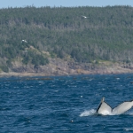 Whale Watching in Bulls Bay Newfoundland