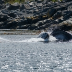 Whale Watching in Bulls Bay Newfoundland
