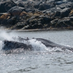 Whale Watching in Bulls Bay Newfoundland