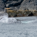 Whale Watching in Bulls Bay Newfoundland