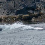 Whale Watching in Bulls Bay Newfoundland