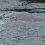 Whale Watching in Bulls Bay Newfoundland