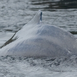 Whale Watching in Bulls Bay Newfoundland