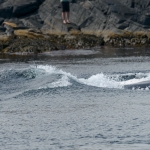 Whale Watching in Bulls Bay Newfoundland