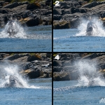 Whale Watching in Bulls Bay Newfoundland