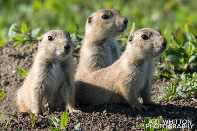 Photographing Badlands National Park Prairie Dogs